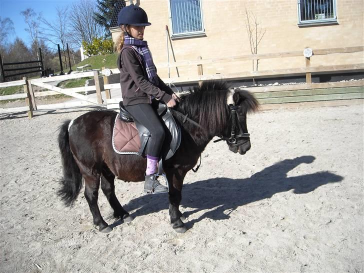 Shetlænder Eges Filur (Anton)  - smil til kameraet???... billede 13