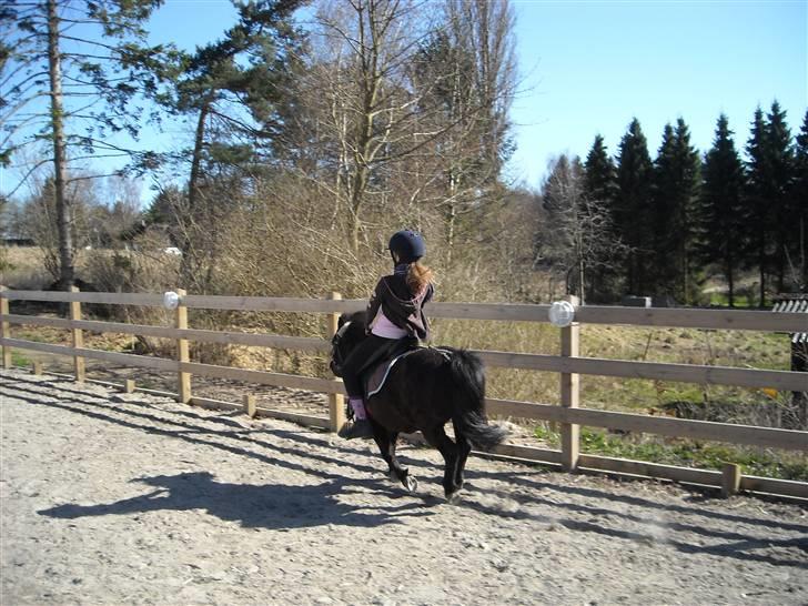 Shetlænder Eges Filur (Anton)  - farvel og tak for denne gang:D billede 14