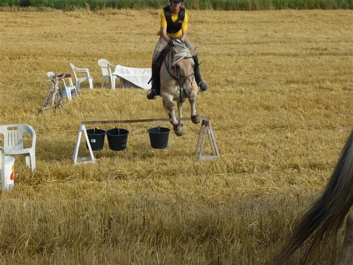 Fjordhest | Lykke  - hjemme på stubmarken ved mit hus og springe. :D foto: minmor. billede 13