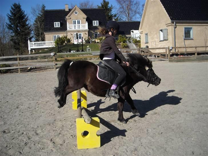 Shetlænder Peanut  - spriing!!! billede 15