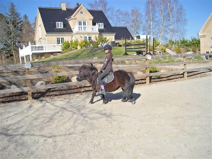 Shetlænder Peanut  - opvarmning... billede 16