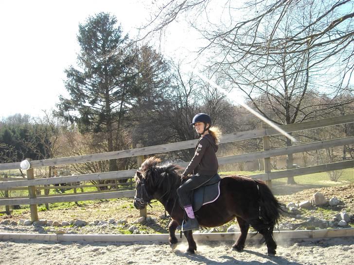 Shetlænder Peanut  - flotte benløft;D billede 17