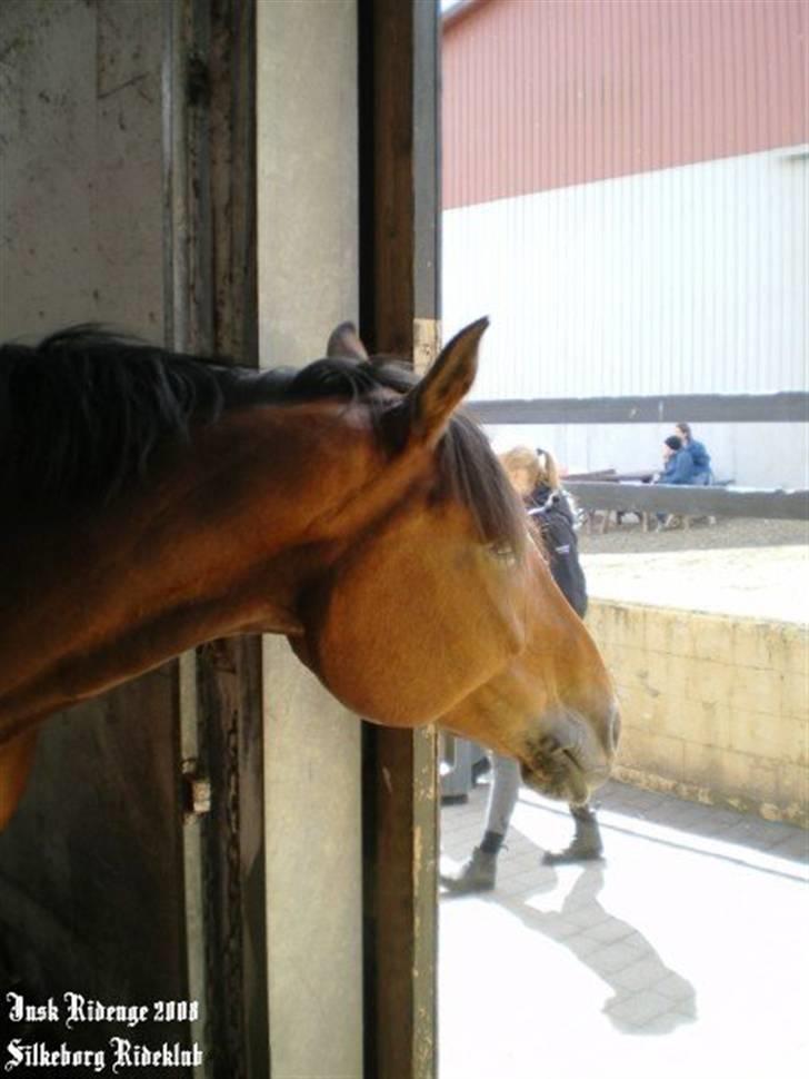 Anden særlig race Penelope <3 (mors) - Hvad sker der, derude???? Jysk Rideuge - det er jo spændende med alle de mennesker og fremmede heste :o) billede 6