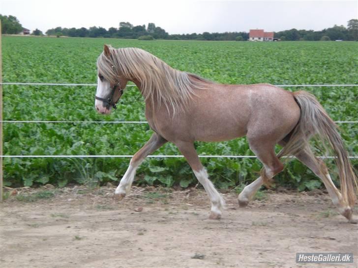 Welsh Pony af Cob-type (sec C) Finess - Jaa .. løbe det kan hun :) billede 1