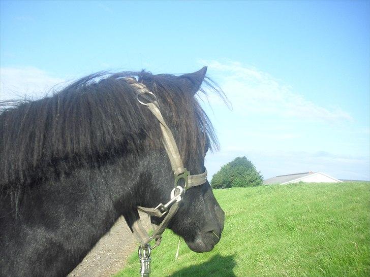 Shetlænder Sorte Anja "passer" - fordi du er min bedste lille ven! <3foto: miiq billede 9