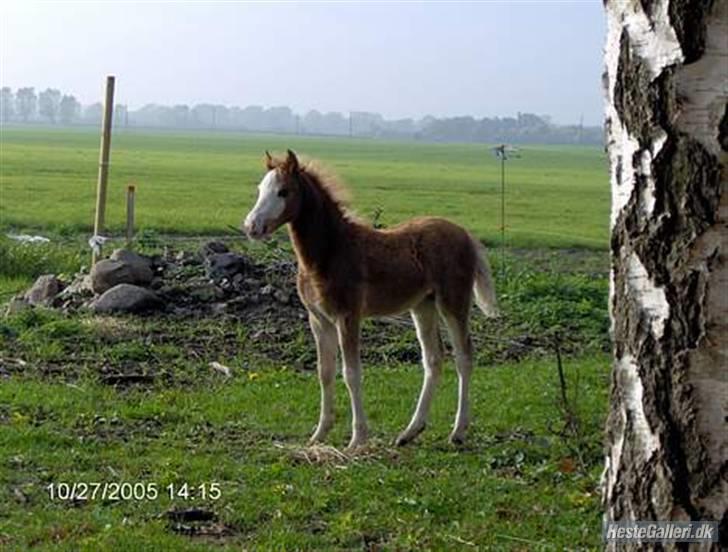 Welsh Pony af Cob-type (sec C) Finess - Finess .. Som føl :/ billede 3