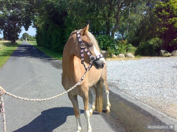 Welsh Pony af Cob-type (sec C) Finess - Jaa .. Hun er rigtig smuk <3 billede 4