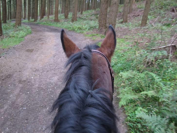 Anden særlig race Penelope <3 (mors) - Pennypruh på skovtur :D billede 12