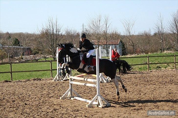 Hollandsk Sportspony Kees * SOLGT* - Vi vandt! billede 8