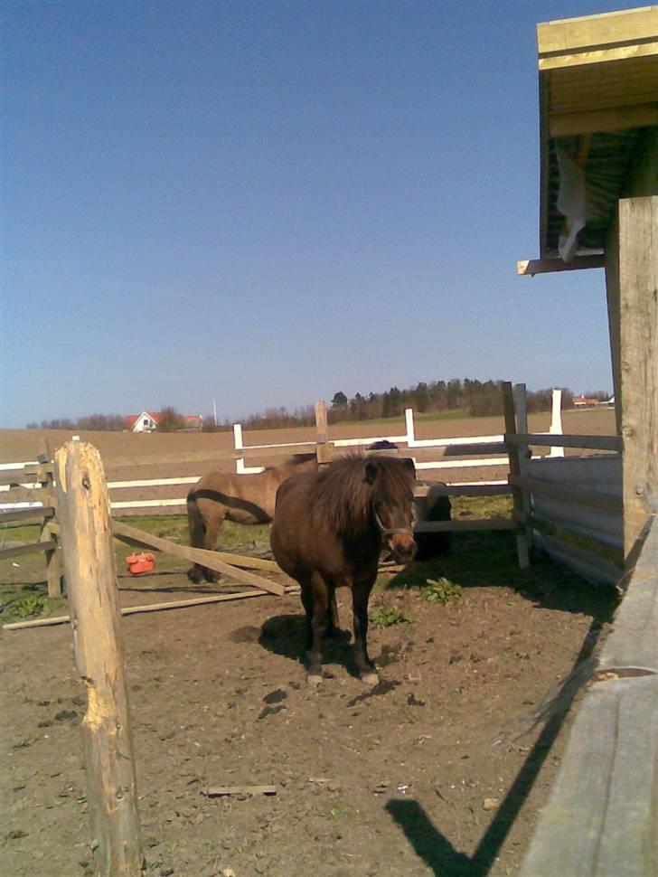 Islænder Náttfreyja f. Dyssemosen - Himmelhest billede 18