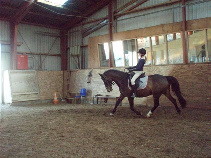 Anden særlig race Bakkelys Felur *Solgt* billede 15