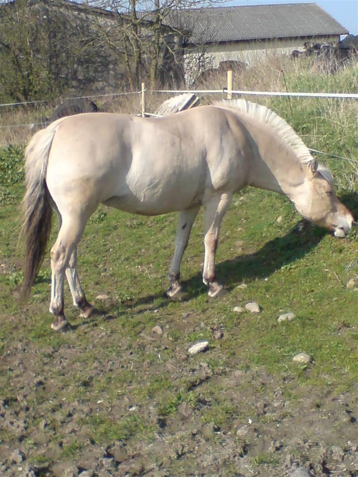 Fjordhest Polly R.I.P 2. Feb 2018 - en dejlig og nyklippet polly 2009 billede 14