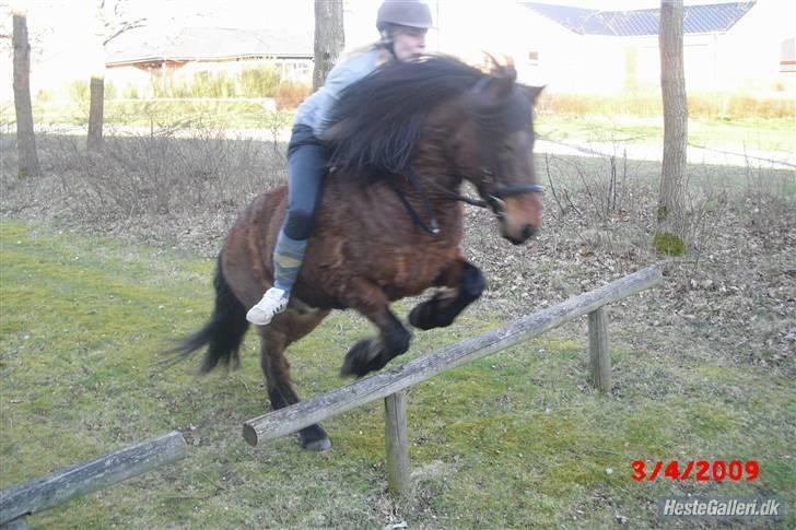 Islænder Djaudny-tidl.part - springe Djaudny<33 billede 1