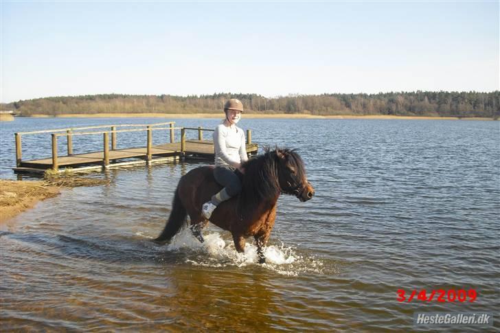 Islænder Djaudny-tidl.part - ude og soppe med Djaudny<33 billede 2