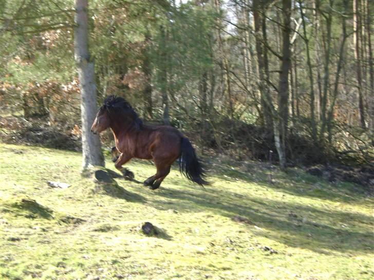 Islænder Djaudny-tidl.part - smukke djaudny<33 billede 4