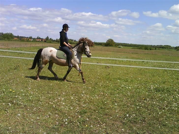 Welsh Mountain (sec A) Sunflower billede 3