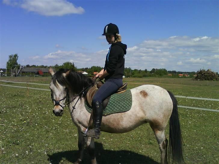 Welsh Mountain (sec A) Sunflower billede 8