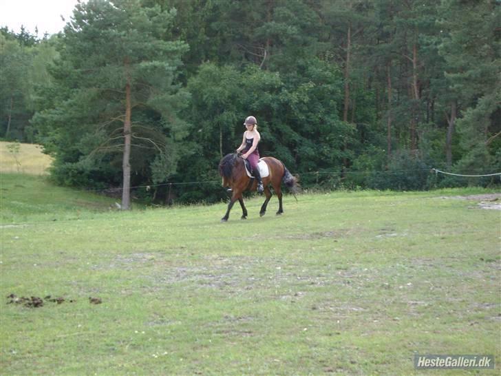 Islænder Djaudny-tidl.part - hehe jaah dressur det kan han :)<3 billede 6