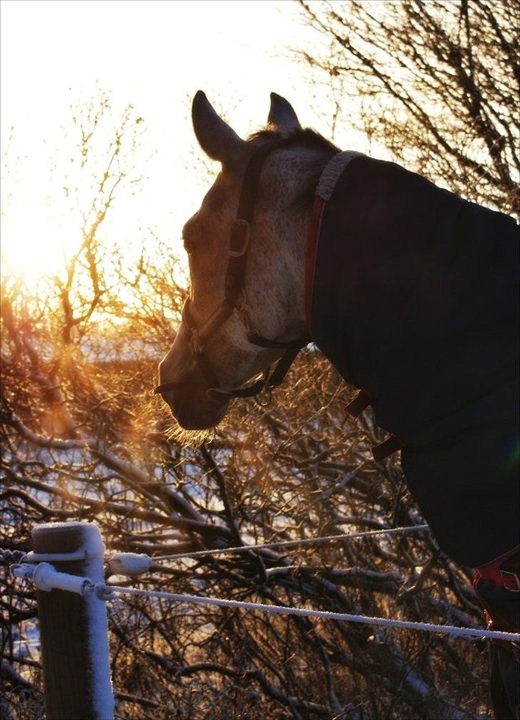 Arabisk fuldblod (OX) Saybian " SOLGT ! :( - Smuk som altid! , Tronsø 2010 ! <3 billede 7