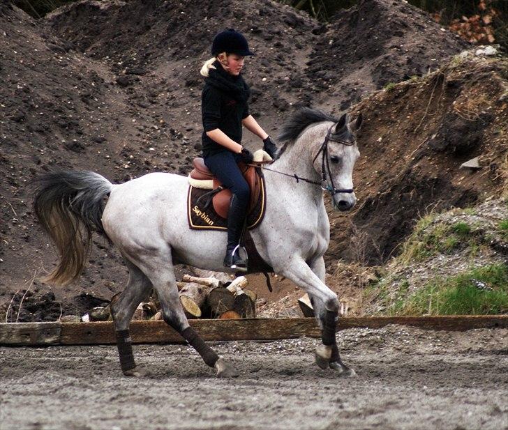 Arabisk fuldblod (OX) Saybian " SOLGT ! :( - Interval træningen, Tronsø 2010! billede 19