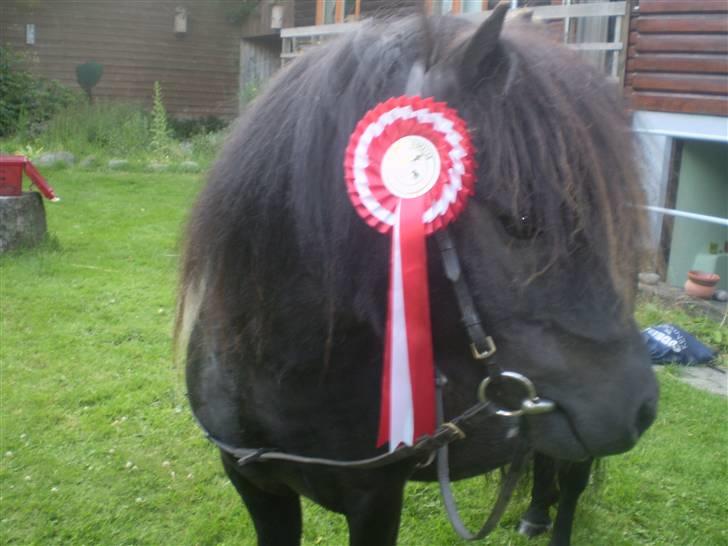 Shetlænder Romeo billede 1