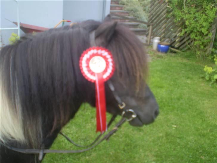 Shetlænder Romeo billede 2