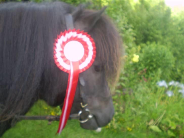 Shetlænder Romeo billede 3