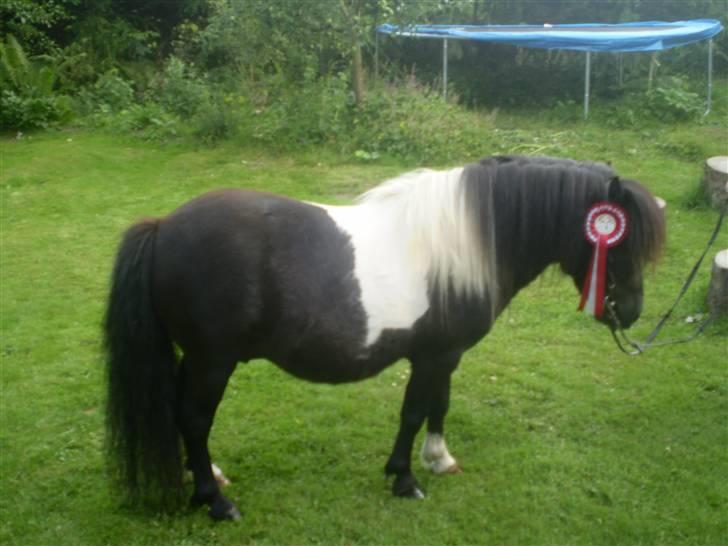 Shetlænder Romeo billede 4