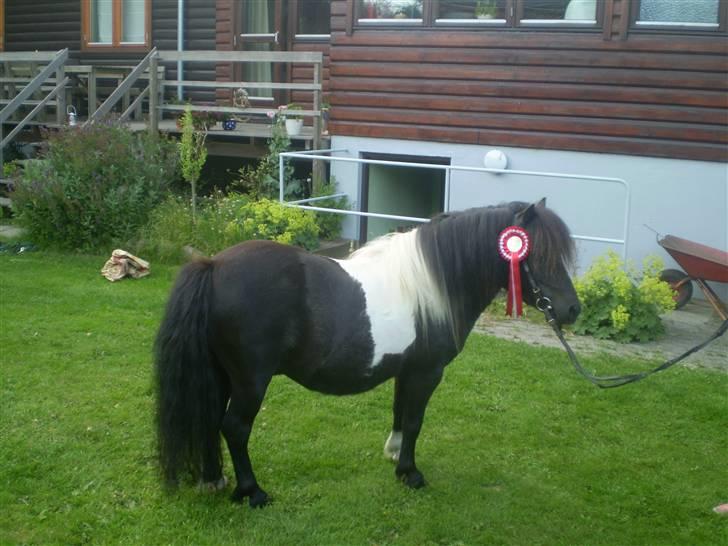 Shetlænder Romeo billede 5