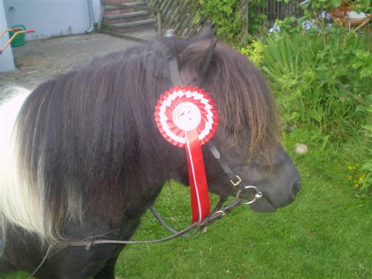 Shetlænder Romeo billede 6