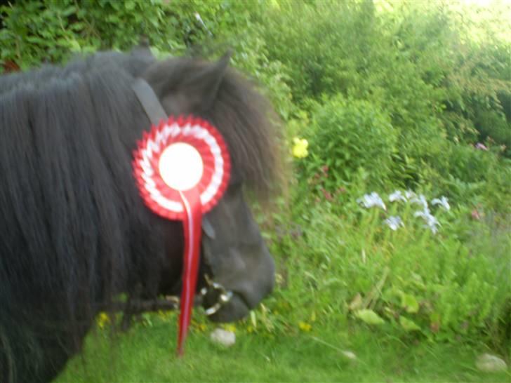 Shetlænder Romeo billede 7