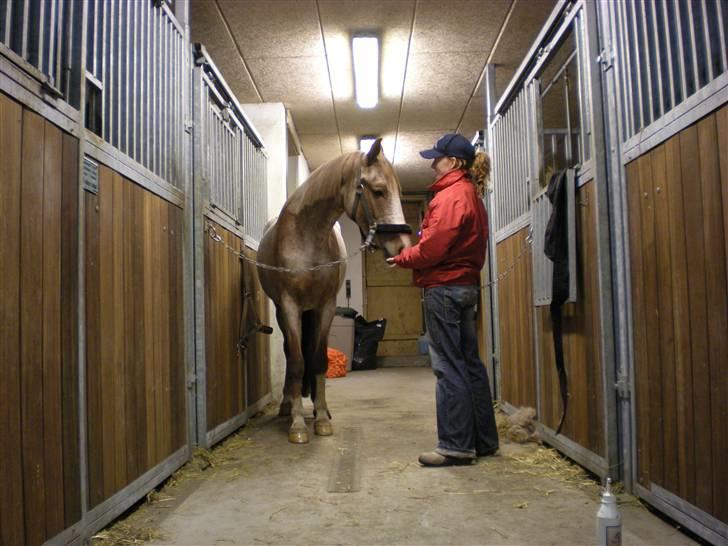 Anden særlig race Zafir R.I.P. billede 14