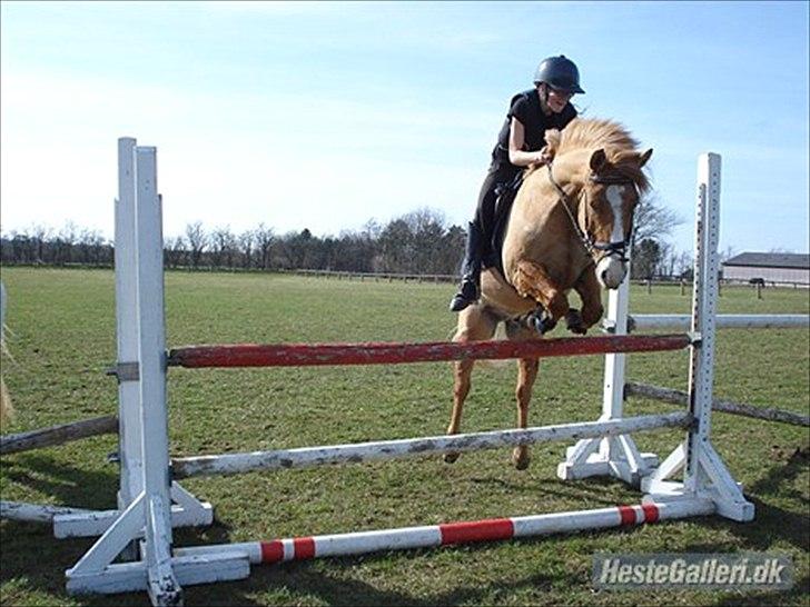 Anden særlig race Buster (Goise) - springer 1.05 <3 D.2-04-2011 

mester fotograf- Nikita billede 3