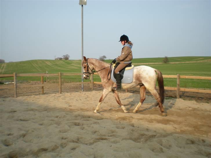 Anden særlig race Zafir R.I.P. billede 15