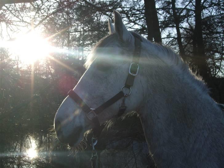 Anden særlig race Nicole - Den dag hun kom hjem til gården <3 - 5. april 2009 billede 18