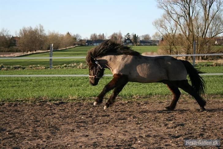 Islænder Kriki Fra Grøfte(Solgt) billede 13