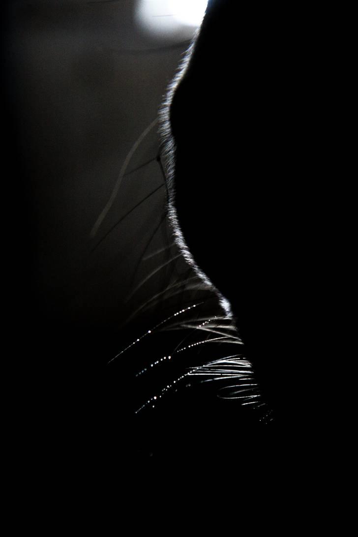 Anden særlig race Nicole - anderledes billede - øje (: - december 2009 billede 20