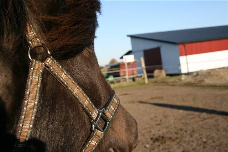 Islænder Kriki Fra Grøfte(Solgt) billede 15