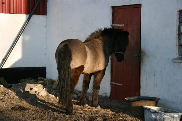 Islænder Kriki Fra Grøfte(Solgt) billede 16