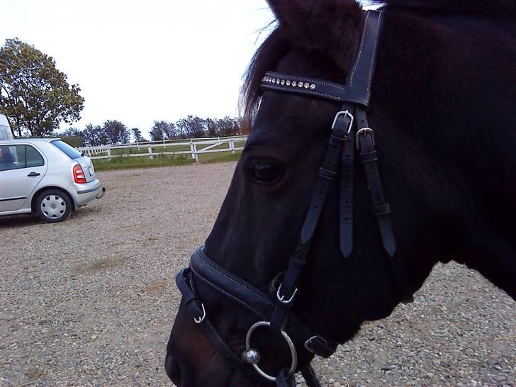 Anden særlig race Kila´s Sambo (SOLGT) - sambo billede 5