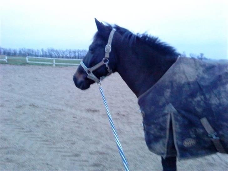 Anden særlig race Kila´s Sambo (SOLGT) - sambo billede 6