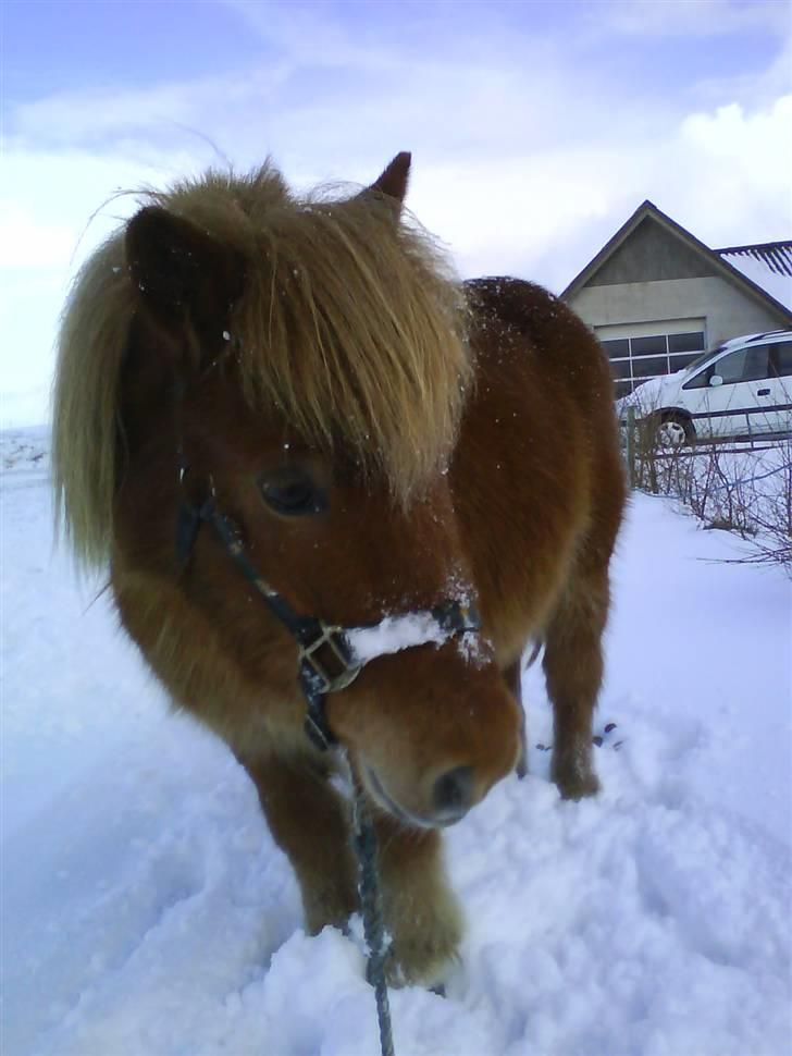 Shetlænder luckas - min bames vilkommen billede 1