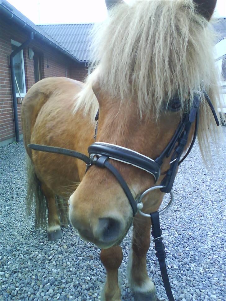 Shetlænder luckas - heisa er jeg ik sød  billede 2