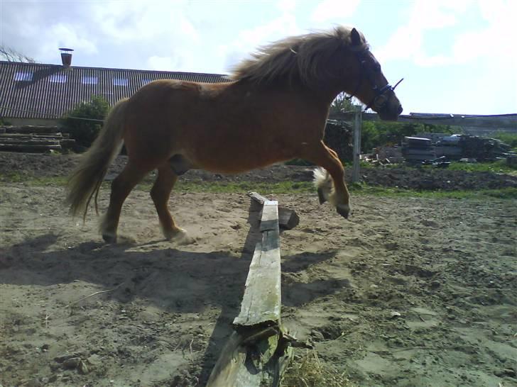 Shetlænder luckas - igen billede 3