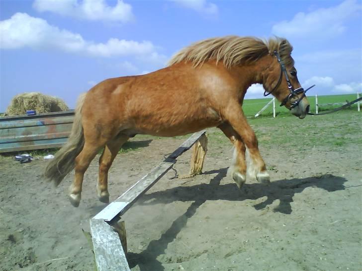 Shetlænder luckas - spring  billede 4