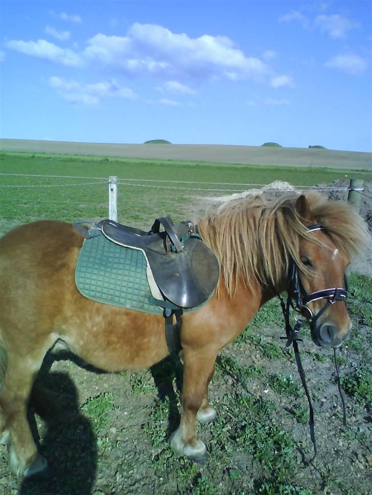 Shetlænder luckas - jaa jubbi ride tur billede 5
