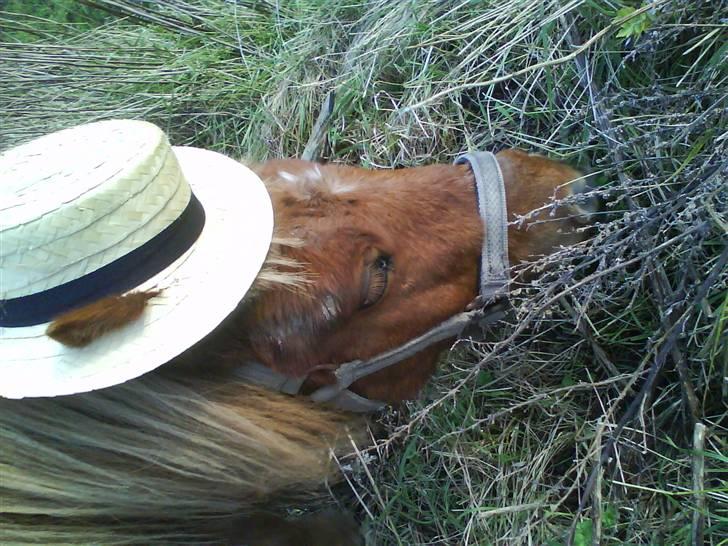 Shetlænder luckas - er jeg ik lige lidt sej  billede 6