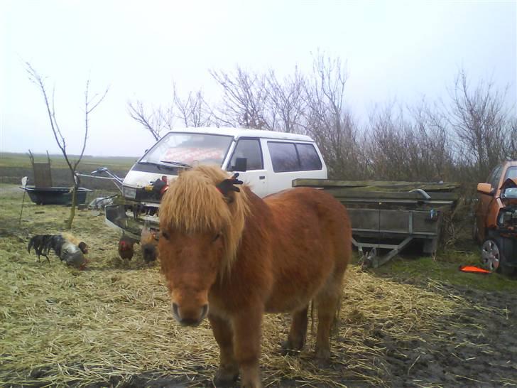 Shetlænder luckas - se mine øer sejt ik så frøser jeg ik  billede 7