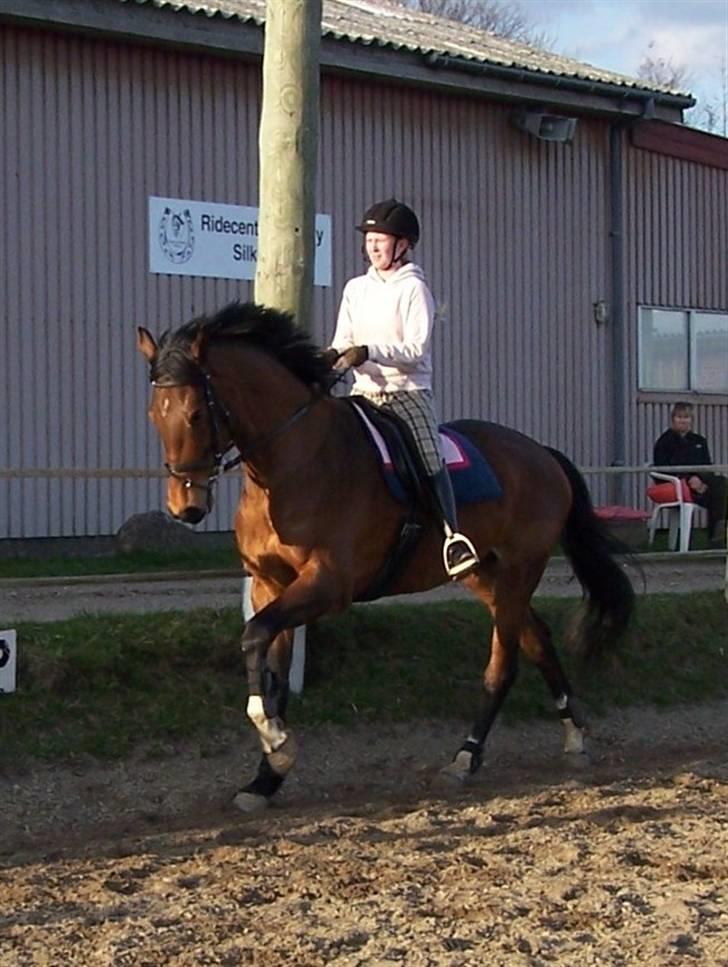 Dansk Varmblod Kongejordens Cardiff billede 17