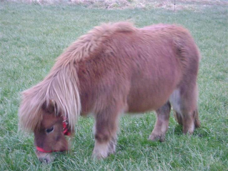 Miniature Elisa ( Eli ) billede 16